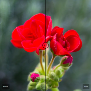 Basepack for Capture One - Canon R6 Mk2 - Формат icc